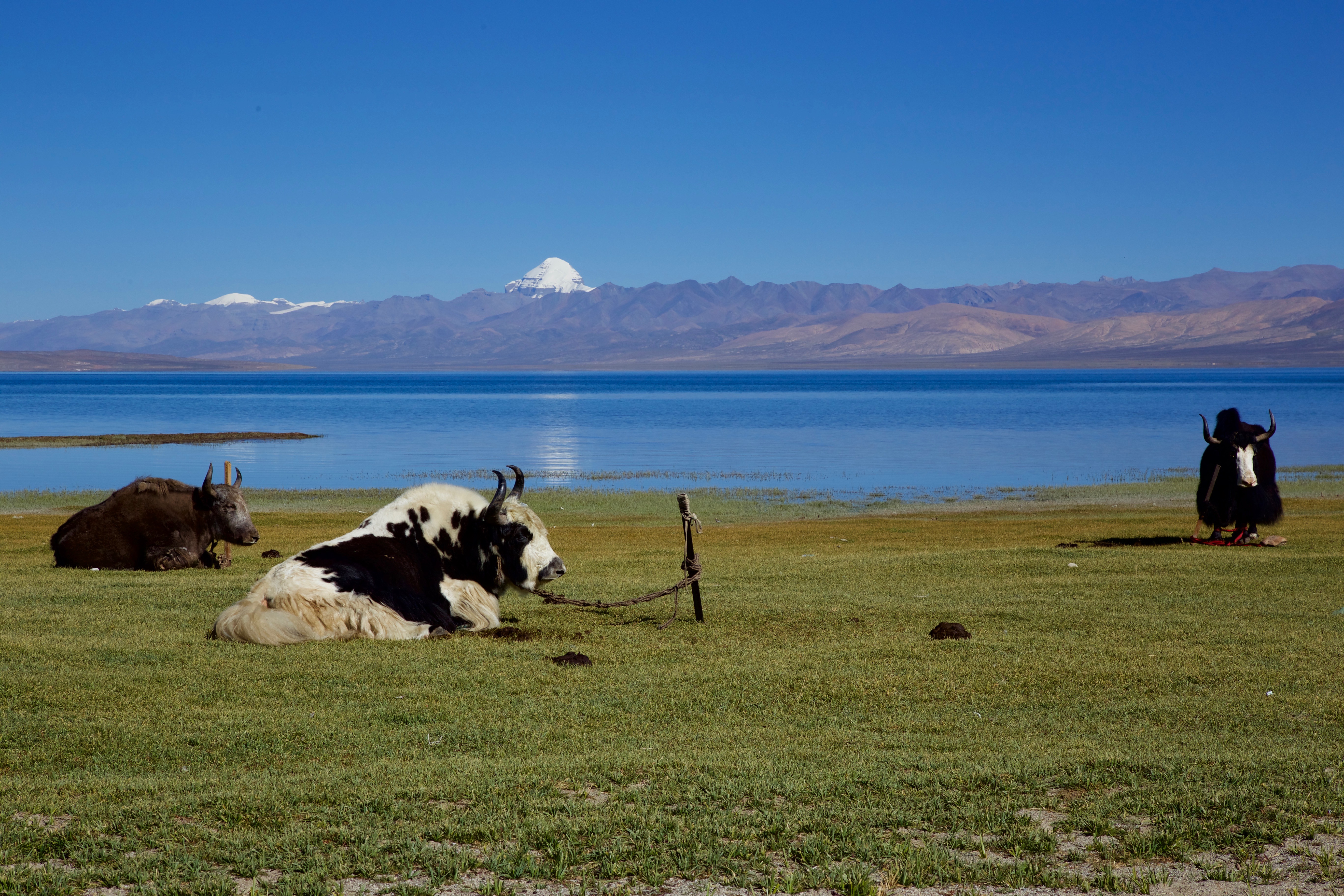 Yaks at sacred Mansarovar Lake